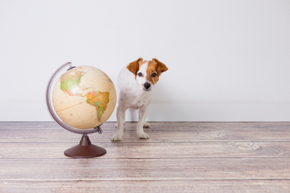 Small Dog with Globe Model